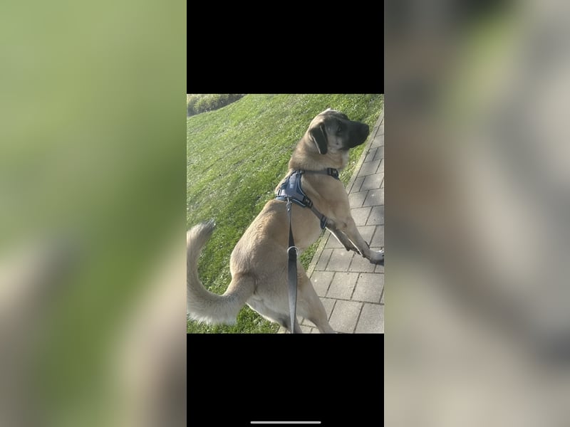 Kangal Rüde 1 Jahr 8 Monate