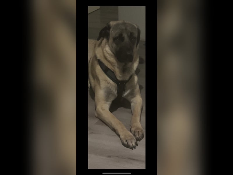 Kangal Rüde 1 Jahr 8 Monate