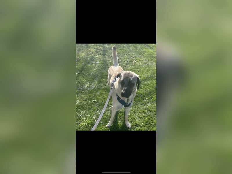 Kangal Rüde 1 Jahr 8 Monate