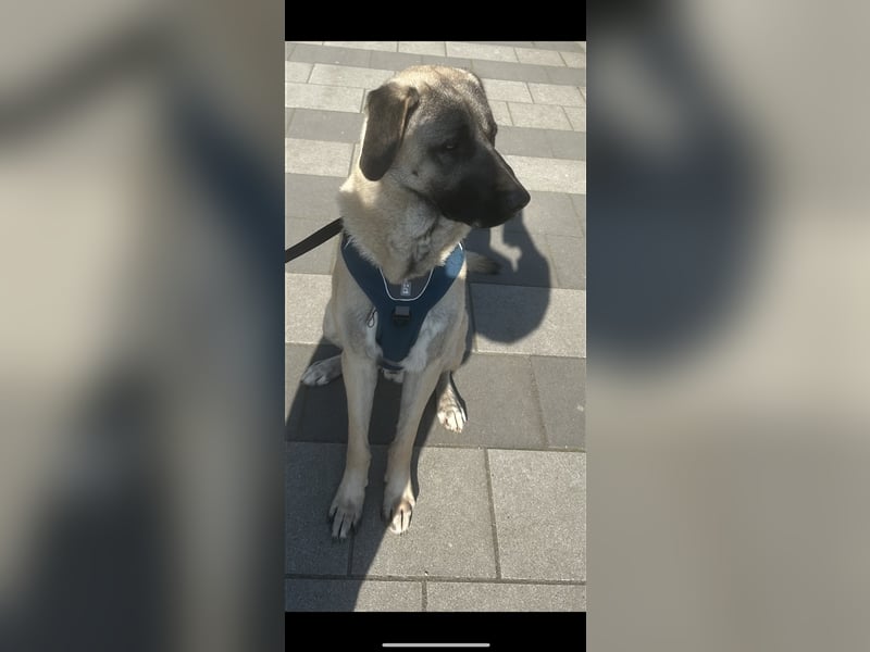 Kangal Rüde 1 Jahr 8 Monate