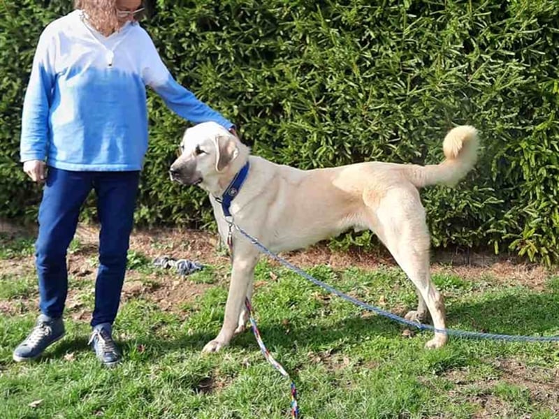 riesen Kangal Teddy (Tierschutz) wünscht sich ein Zuhause