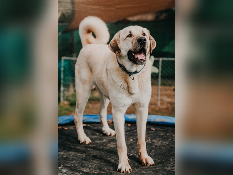 riesen Kangal Teddy (Tierschutz) wünscht sich ein Zuhause