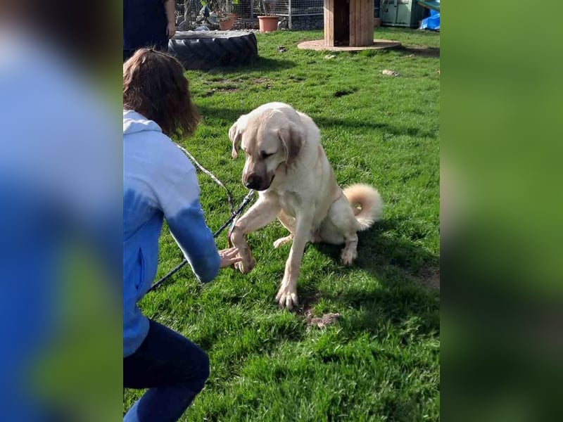 riesen Kangal Teddy (Tierschutz) wünscht sich ein Zuhause