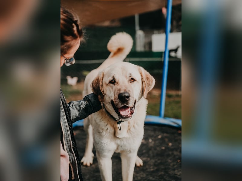 riesen Kangal Teddy (Tierschutz) wünscht sich ein Zuhause