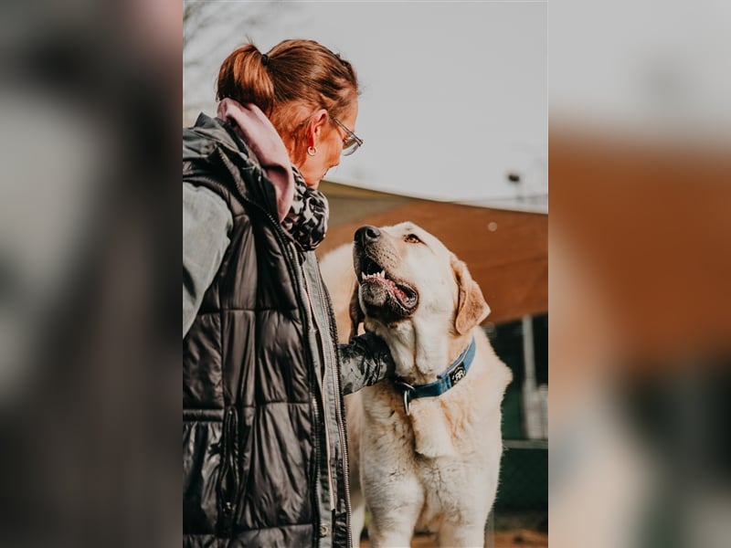 riesen Kangal Teddy (Tierschutz) wünscht sich ein Zuhause