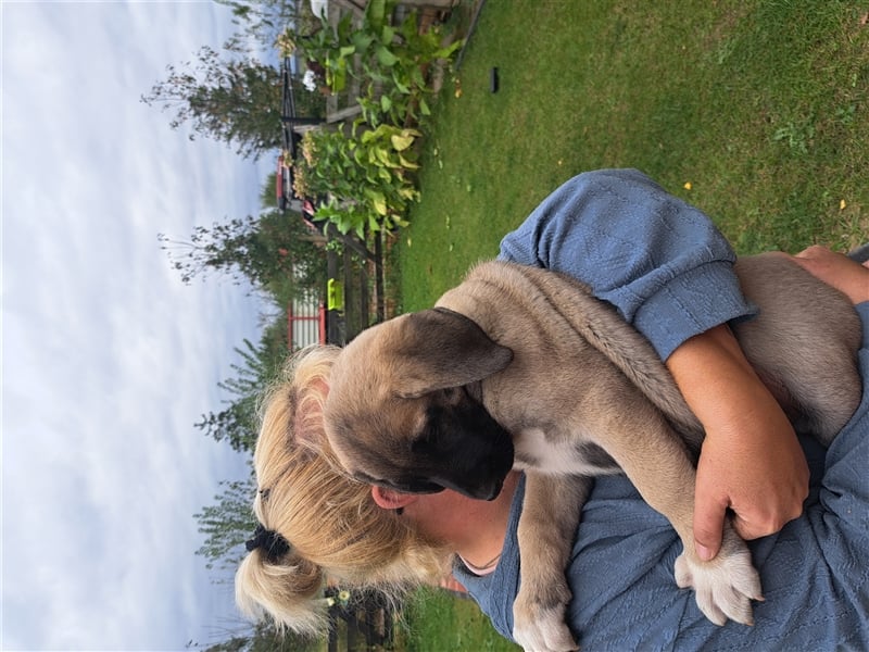 Kangal Welpen