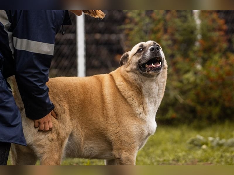 DEXTER - neugieriger und selbstbewusster Dickkopf sucht Menschen mit Hundeerfahrung