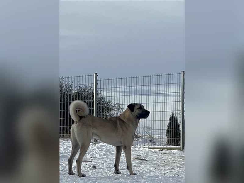 Reinrassige Kangal Welpen von gesunden Elterntieren