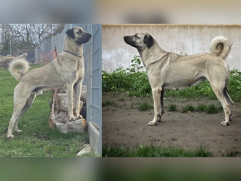 Reinrassige Kangal Welpen von gesunden Elterntieren