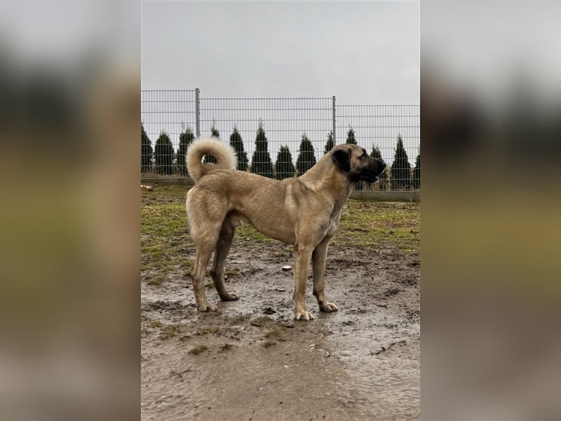 Reinrassige Kangal Welpen von gesunden Elterntieren