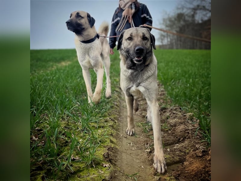 Reinrassige Kangal Welpen von gesunden Elterntieren