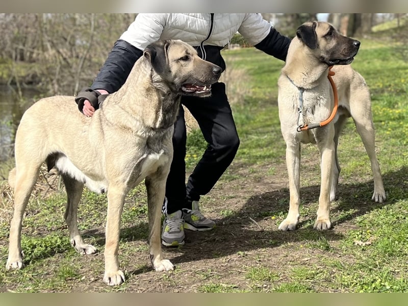 Reinrassige Kangal Welpen von gesunden Elterntieren