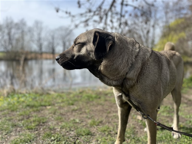 Reinrassige Kangal Welpen von gesunden Elterntieren