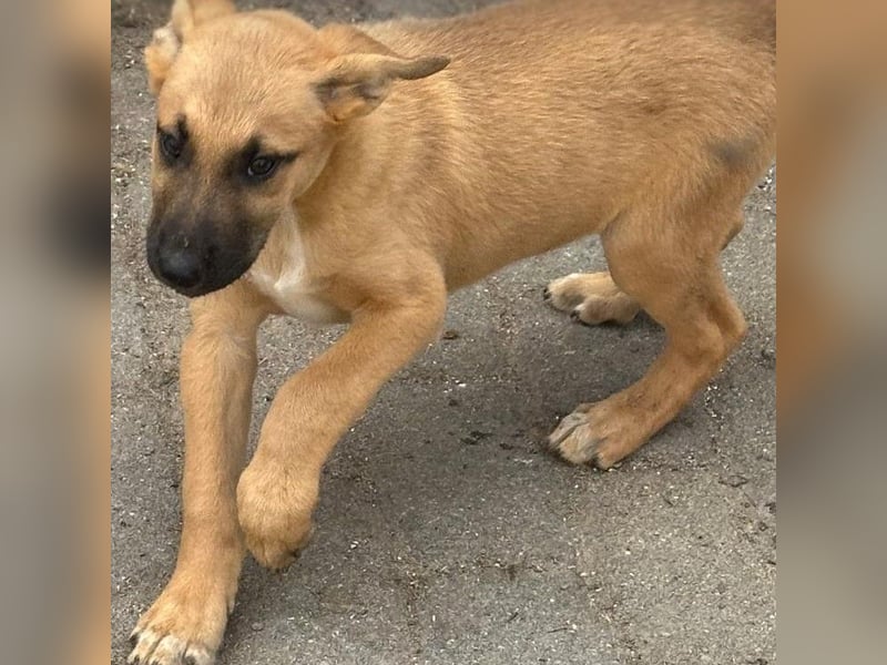 agiler kleiner Kangal-Mix Welpe Yoshi sucht Körbchen