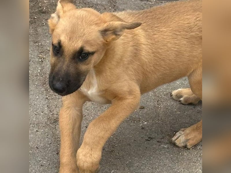 agiler kleiner Kangal-Mix Welpe Yoshi sucht Körbchen