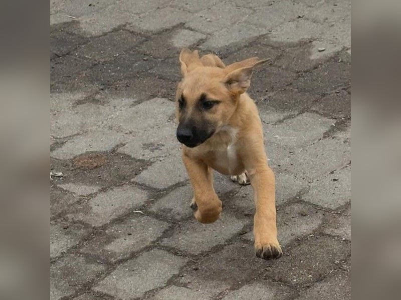 agiler kleiner Kangal-Mix Welpe Yoshi sucht Körbchen