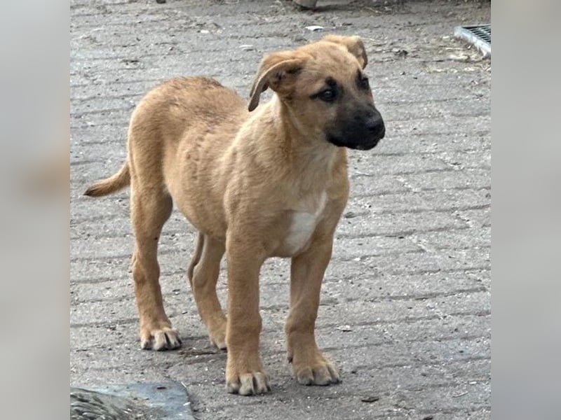 agiler kleiner Kangal-Mix Welpe Yoshi sucht Körbchen
