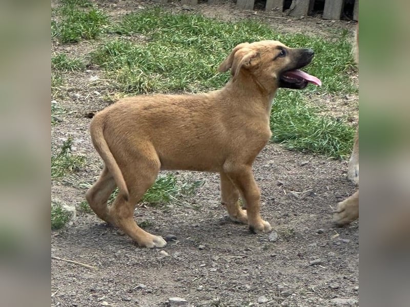 agiler kleiner Kangal-Mix Welpe Yoshi sucht Körbchen