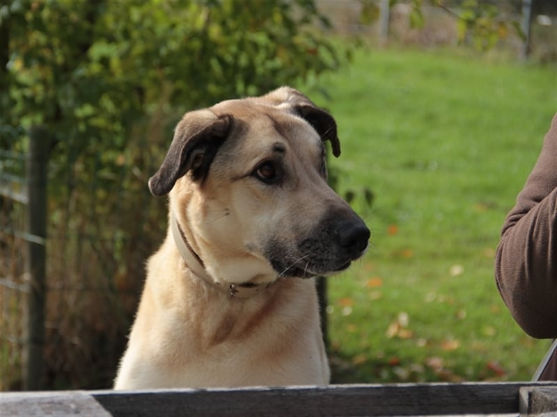 Balu, unsicherer Kangal-Mix
