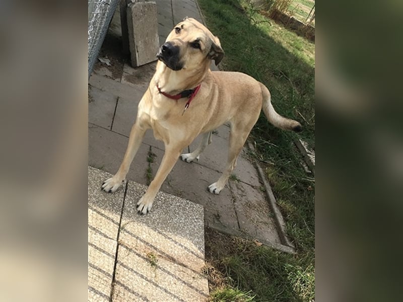 Balu, unsicherer Kangal-Mix