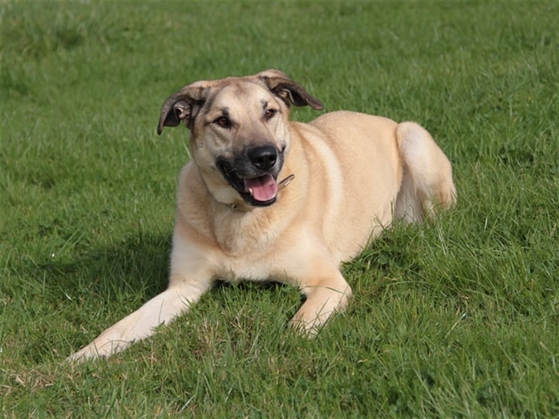 Balu, unsicherer Kangal-Mix