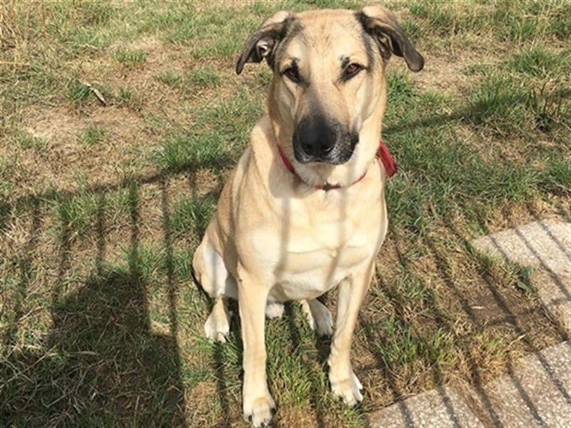 Balu, unsicherer Kangal-Mix