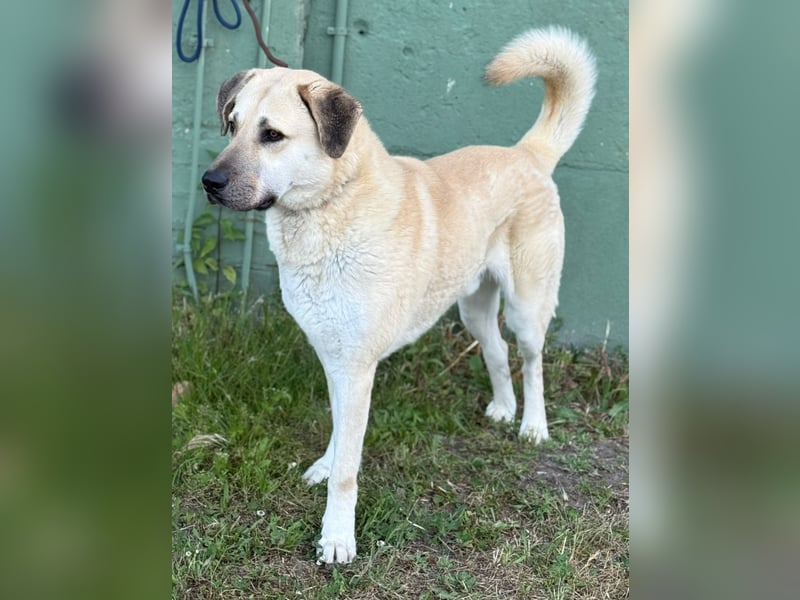 3 Jahre alter Kangal - Rüde