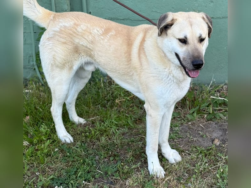 3 Jahre alter Kangal - Rüde