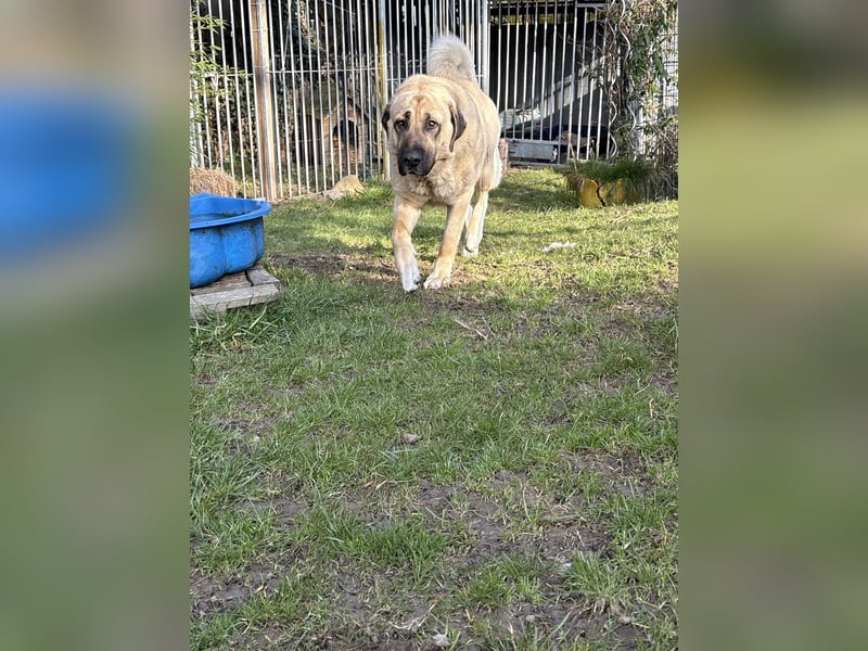 Mastin - kangal mix Efe 2,5 Jahre