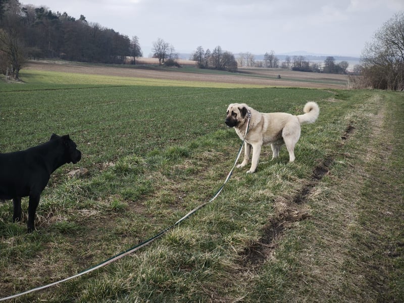 Mastin - kangal mix Efe 2,5 Jahre
