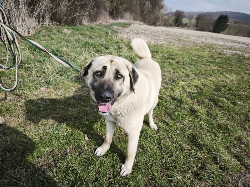 Mastin - kangal mix Efe 2,5 Jahre