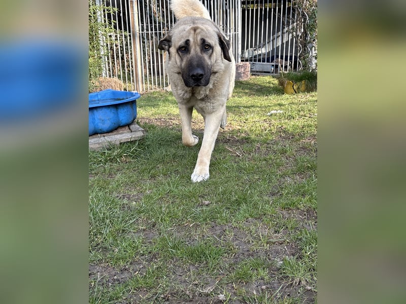 Mastin - kangal mix Efe 2,5 Jahre