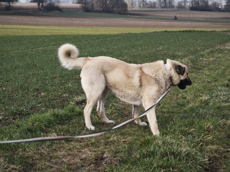 Mastin - kangal mix Efe 2,5 Jahre