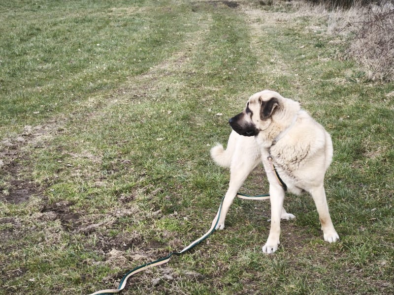 Mastin - kangal mix Efe 2,5 Jahre