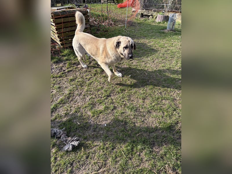 Mastin - kangal mix Efe 2,5 Jahre