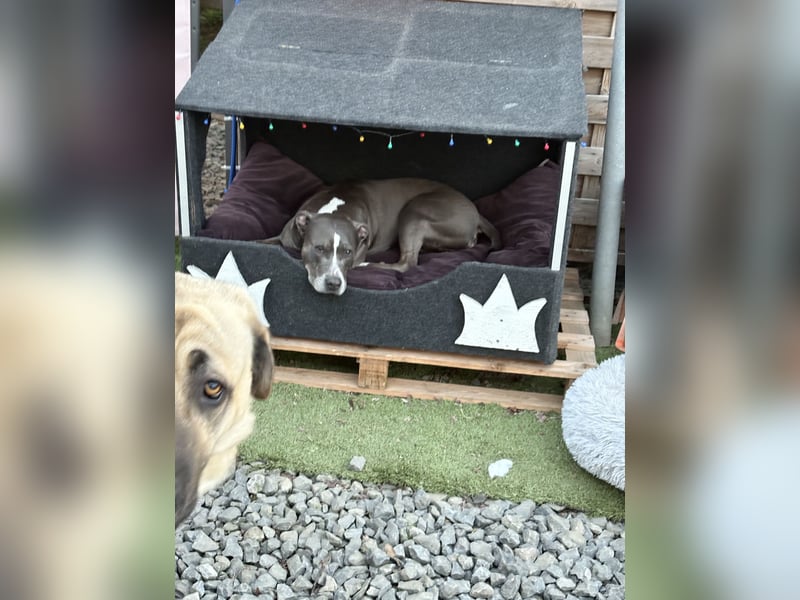 Mastin - kangal mix Efe 2,5 Jahre