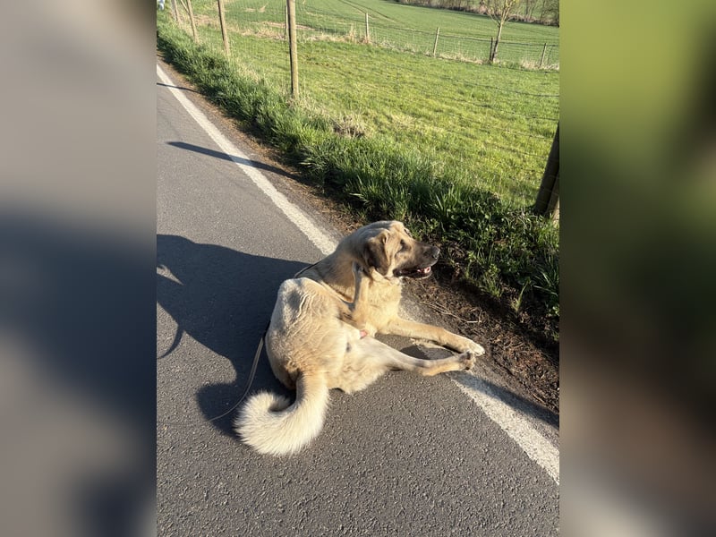 Mastin - kangal mix Efe 2,5 Jahre