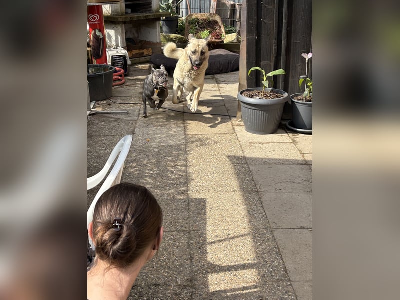 Mastin - kangal mix Efe 2,5 Jahre