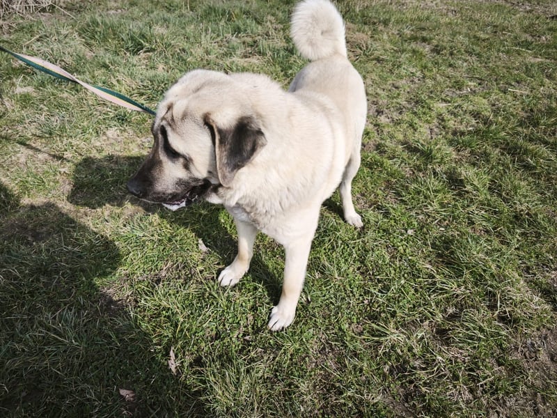 Mastin - kangal mix Efe 2,5 Jahre