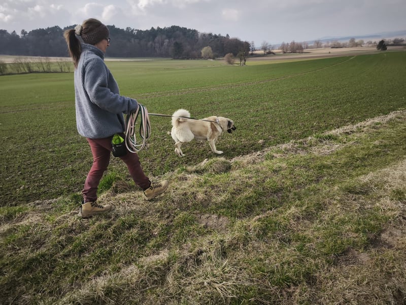 Mastin - kangal mix Efe 2,5 Jahre