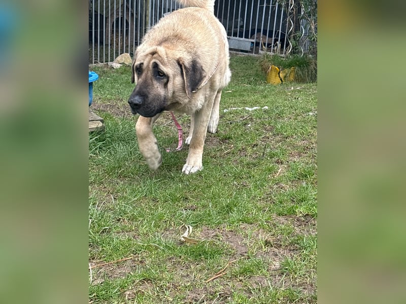 Mastin - kangal mix Efe 2,5 Jahre