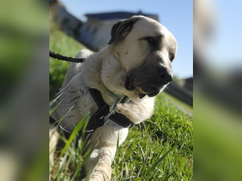 Riesen"Baby"Kangal♥Ares♥ 99718 Greussen