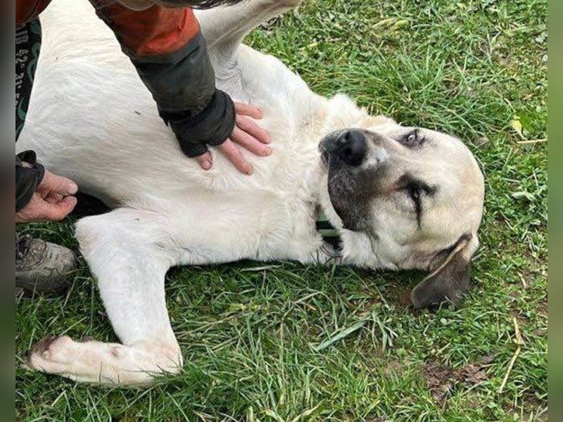 Riesen"Baby"Kangal♥Ares♥ 99718 Greussen