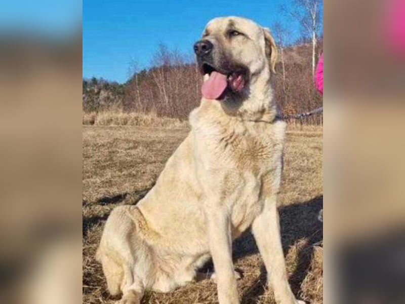 Riesen"Baby"Kangal♥Ares♥ 99718 Greussen