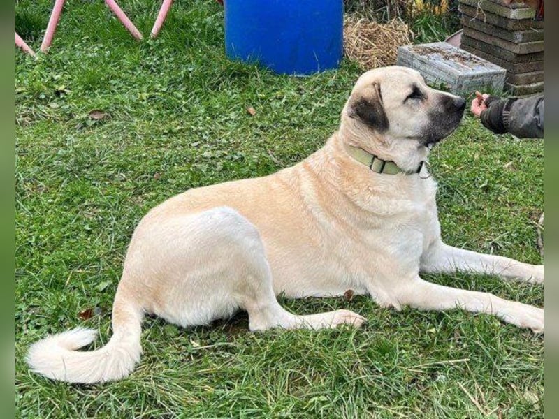 Riesen"Baby"Kangal♥Ares♥ 99718 Greussen