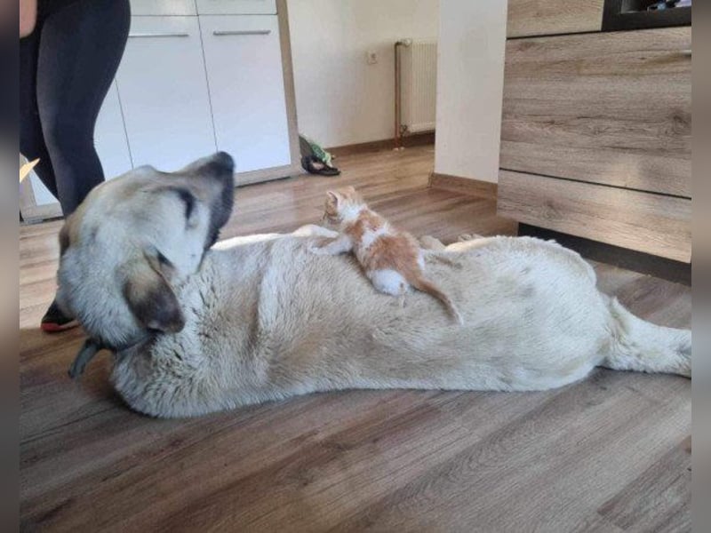 Riesen"Baby"Kangal♥Ares♥ 99718 Greussen