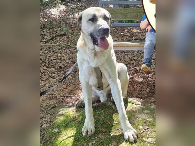 Riesen"Baby"Kangal♥Ares♥ 99718 Greussen