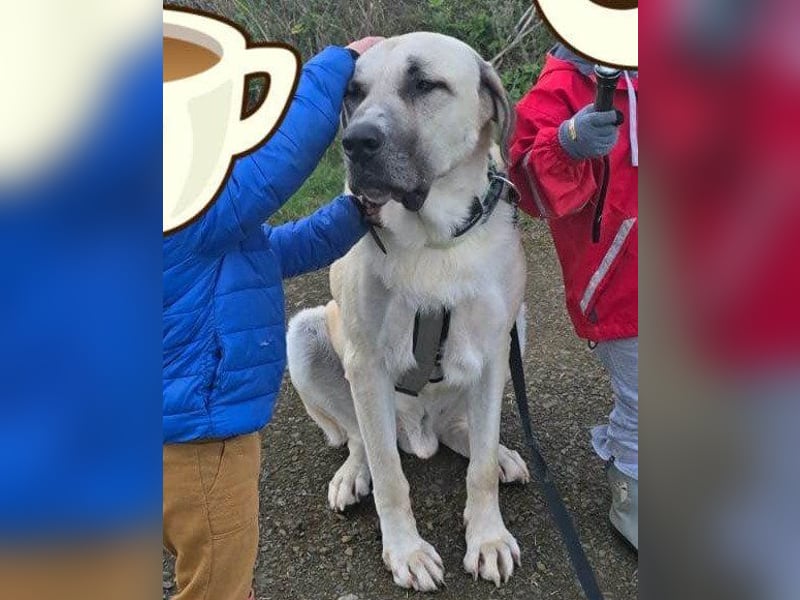 Riesen"Baby"Kangal♥Ares♥ 99718 Greussen