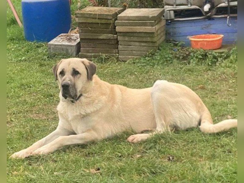 Riesen"Baby"Kangal♥Ares♥ 99718 Greussen