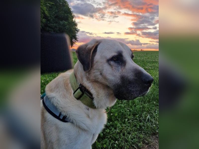 Riesen"Baby"Kangal♥Ares♥ 99718 Greussen